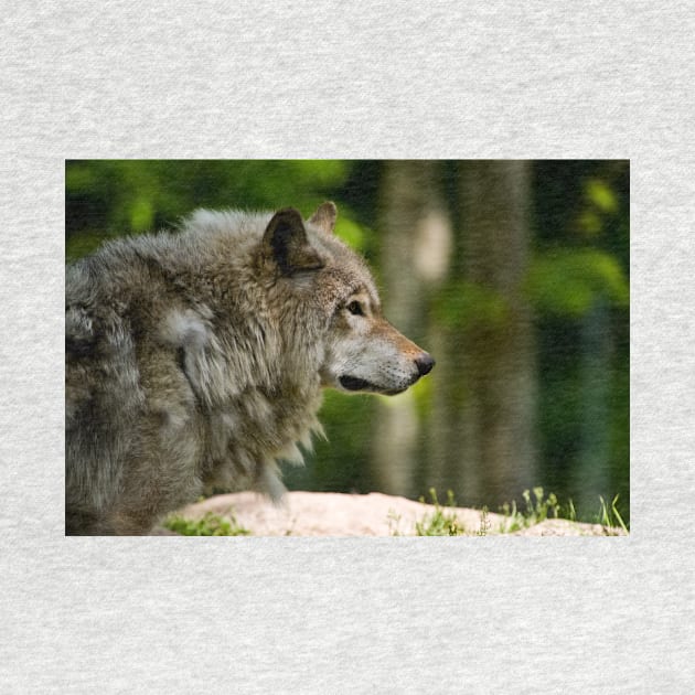 Timber Wolf by jaydee1400